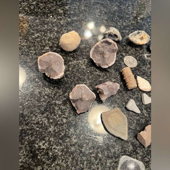 This fossil collection has vertebrae rocks, geodes Geodes, that’s not cracked. - Picture 2 of 4